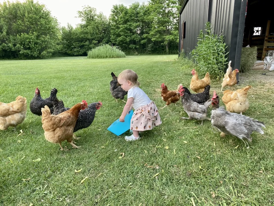 A toddler feeding a flock of free-range hens on the farm lawn