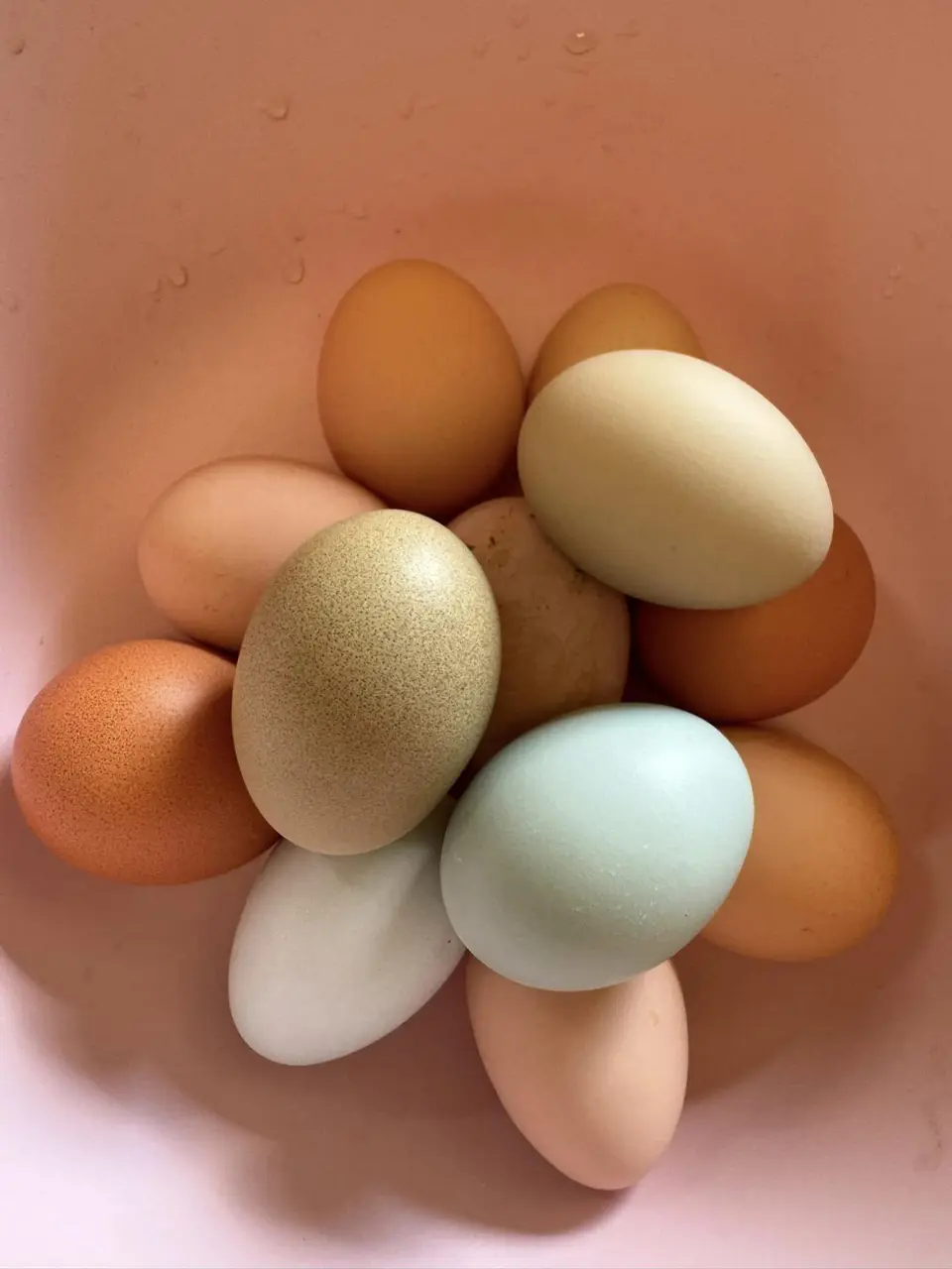 A handful of pasture-raised eggs in pink, green, blue and brown