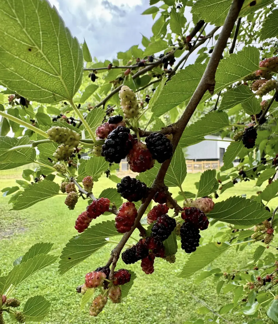 Mulberries ripening on the branch