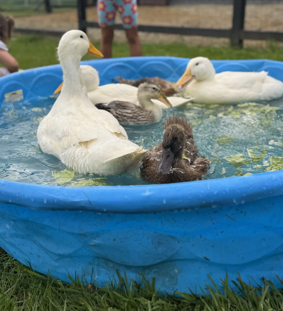 Ducks and ducklings splashing in a kiddie pool