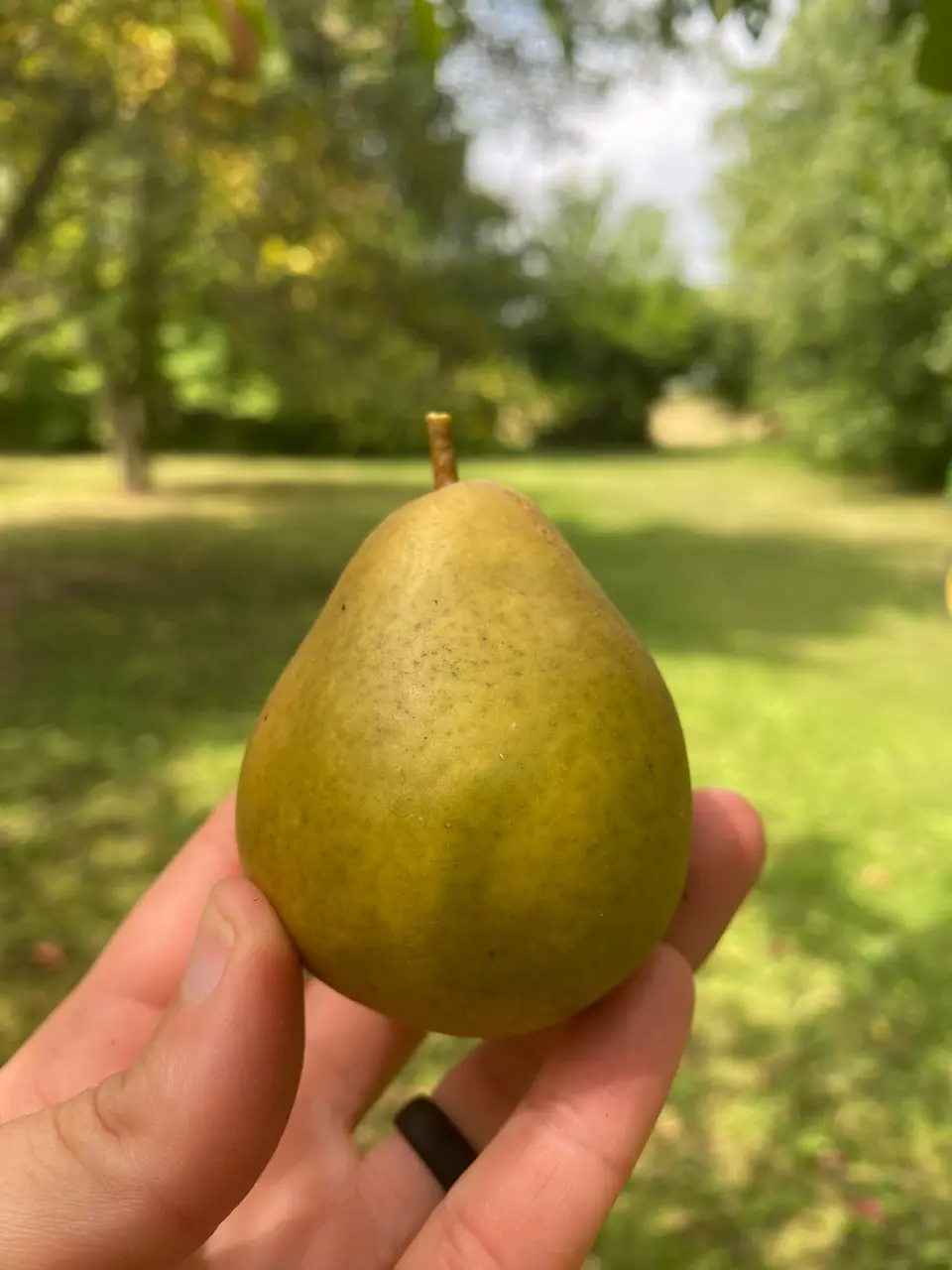 U-pick pear held up in the orchard