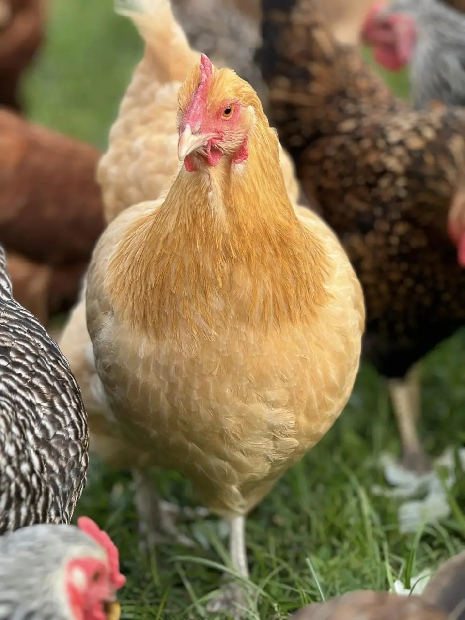 A hen on the farm