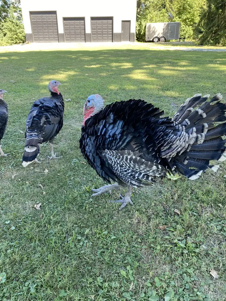 Turkeys in the yard
