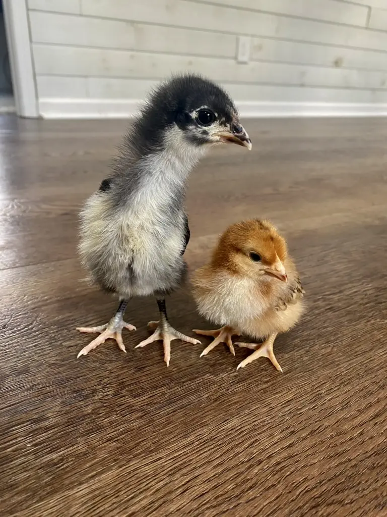 Baby chicks from the hatchery experience