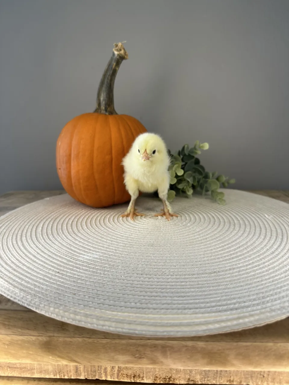 A fluffy yellow baby chick standing in front of a small pumpkin