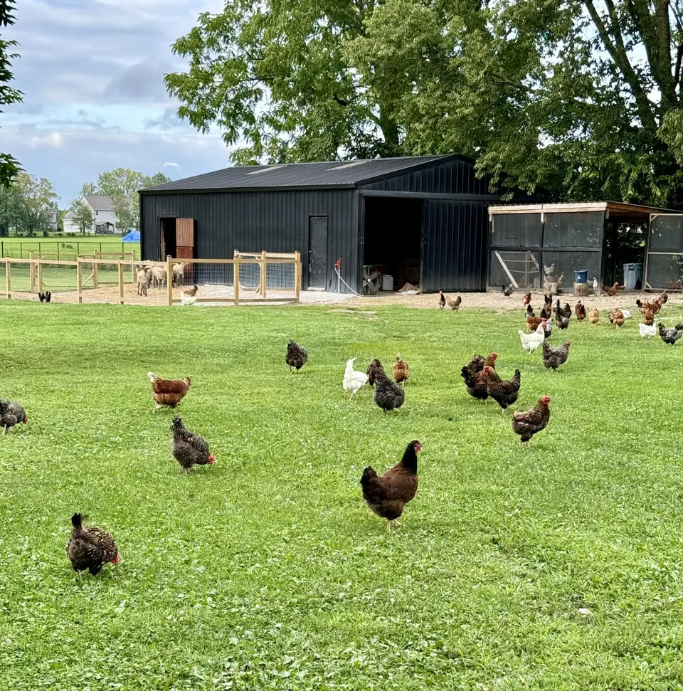 Chickens roaming the pasture in front of the barn at Hawesome Farm