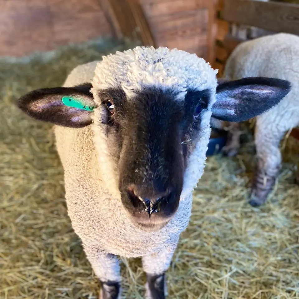 A Hawesome Farm lamb looking at the camera